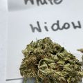 Susz konopny White Widow CBD Hurt Współpraca Sprzedaż Kwiaty Indoor - zdjęcie 3