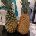 Ananas z Afryki - 700-1300 g, sprzedam